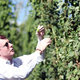 Illustration for article titled Drinking Experimental Hops in the Sixpoint Beer of the Future